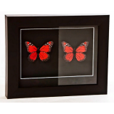 Стекло музейное 30-60